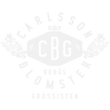 Crassula orbicularis/ros 10,5 
