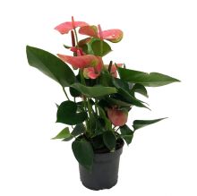 Anthurium andr. karma pi 12 cm