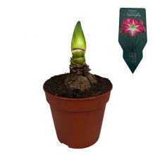 Amaryllis Exposure Jumbo