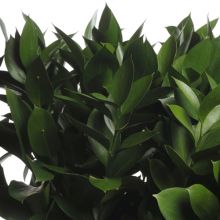 Ruscus storbladig