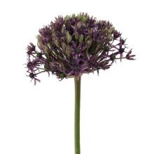 Allium Bolero